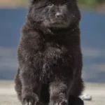 Black Female (03B24) Long Coat German Shepherd Puppy standing portrait 04 by Royal Tribes K9