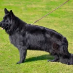 ORSA z Dolina Debow German Shepherd dam profile photo 01 for Royal Tribes K9 pedigree content