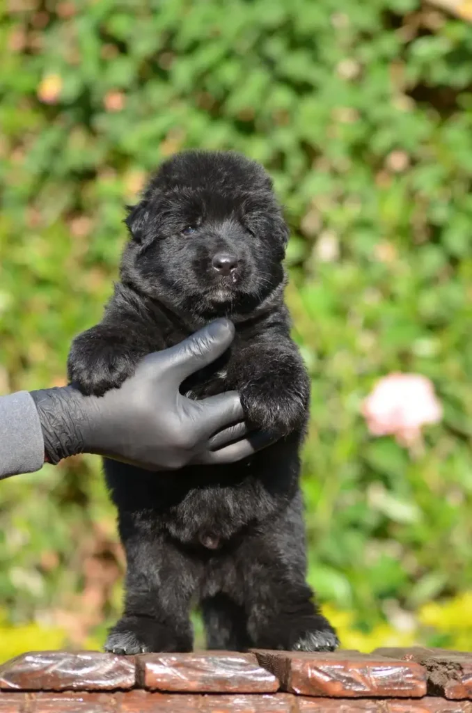 Male Full Black Import (Ax) Full Black Long Coat German Shepherd Puppy profile photo 01 by Royal Tribes K9