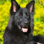 ORSA z Dolina Debow German Shepherd dam gallery image 02 for Royal Tribes K9 pedigree content