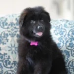 Black Male (Pink) Long Coat German Shepherd Puppy puppy profile image 05 by Royal Tribes K9