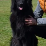 Amidor & Nika Long Coat German Shepherd Puppy gallery image 02 by Royal Tribes K9