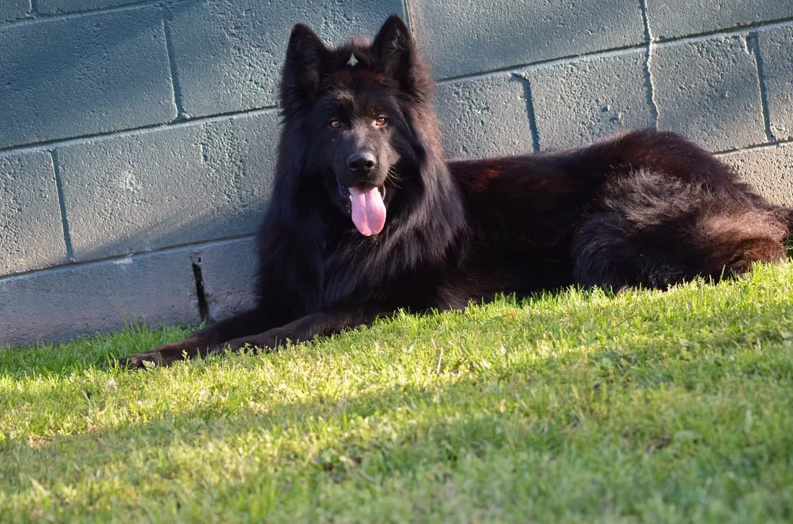 Adult black long-coat German Shepherd lying on grass beside a wall