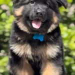 Black and Red Male Long Coat German Shepherd Puppy standing portrait 04 by Royal Tribes K9