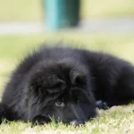 Male Full Black Import (Ax) Full Black Long Coat German Shepherd Puppy breed profile photo 07 by Royal Tribes K9
