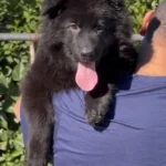 Black Female (08D24) Long Coat German Shepherd Puppy gallery image 02 by Royal Tribes K9