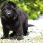Black male (white) Long Coat German Shepherd Puppy close-up image 08 by Royal Tribes K9