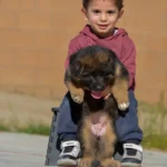Black and Red Female (03B24) Long Coat German Shepherd Puppy coat detail photo 03 by Royal Tribes K9