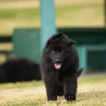 Male Full Black Import (Ax) Full Black Long Coat German Shepherd Puppy close-up image 08 by Royal Tribes K9