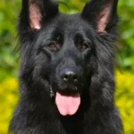 ORSA z Dolina Debow German Shepherd dam coat detail photo 03 for Royal Tribes K9 pedigree content