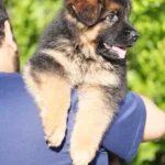Black/Tan Male (08E24) Black and Tan Long Coat German Shepherd Puppy coat detail photo 03 by Royal Tribes K9
