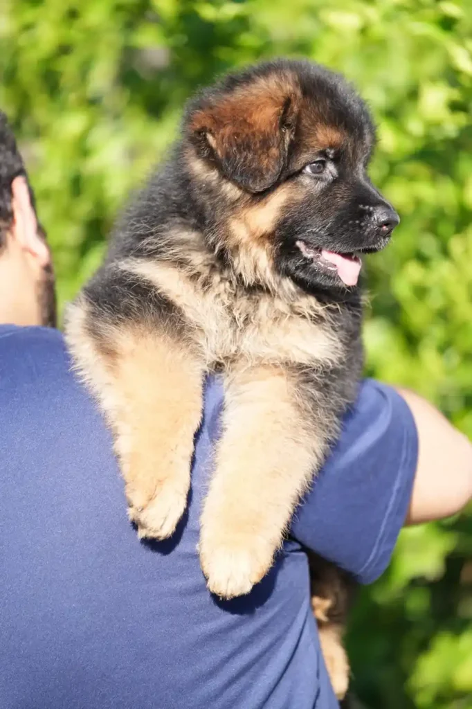 Black/Tan Male (08E24) Black and Tan Long Coat German Shepherd Puppy coat detail photo 03 by Royal Tribes K9