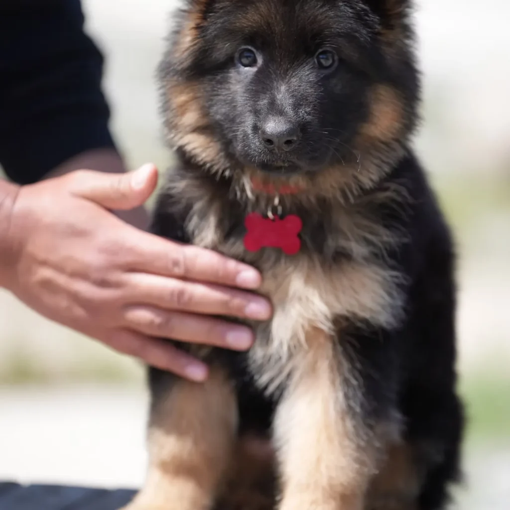 Black and Red Female (Red Tag) Long Coat German Shepherd Puppy coat detail photo 03 by Royal Tribes K9