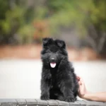 Fendi RTK9 Team Full Black Long Coat German Shepherd Puppy standing portrait 04 by Royal Tribes K9