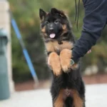 Black and Red - Male - (Import) Black and Tan Long Coat German Shepherd Puppy clean website photo 06 by Royal Tribes K9
