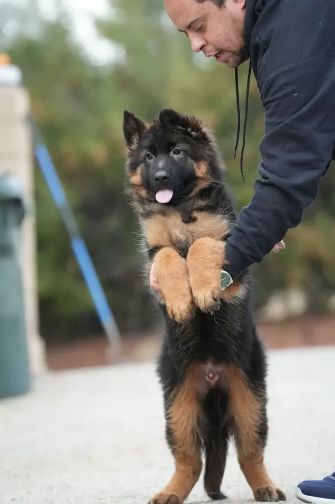 Black and Red Male (Import) Black and Tan Long Coat German Shepherd Puppy clean website photo 06 by Royal Tribes K9 in