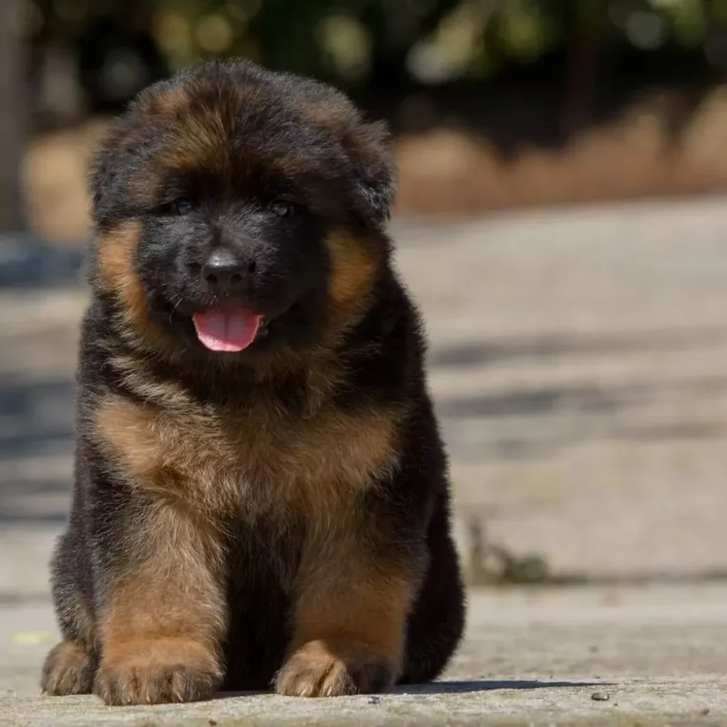 German Shepherd puppies for sale in Portland - Black and Red Male (03B24) Long Coat German Shepherd Puppy clean website