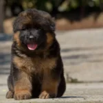 Black and Red Male (03B24) Long Coat German Shepherd Puppy clean website photo 06 by Royal Tribes K9