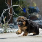 Black and Red Male (03B24) Long Coat German Shepherd Puppy coat detail photo 03 by Royal Tribes K9