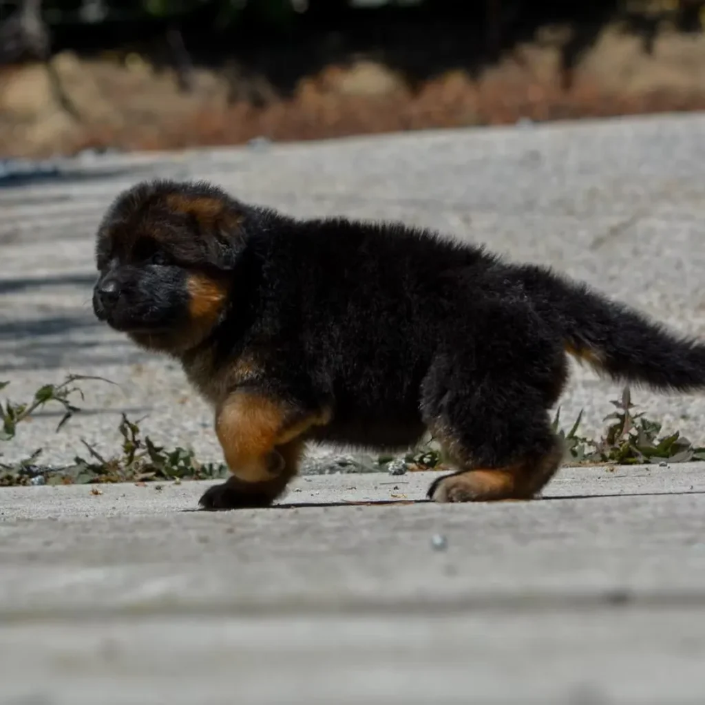 Runing German Shepherd Puppy Dog in La Quinta, California