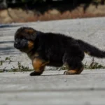 Runing German Shepherd Puppy Dog