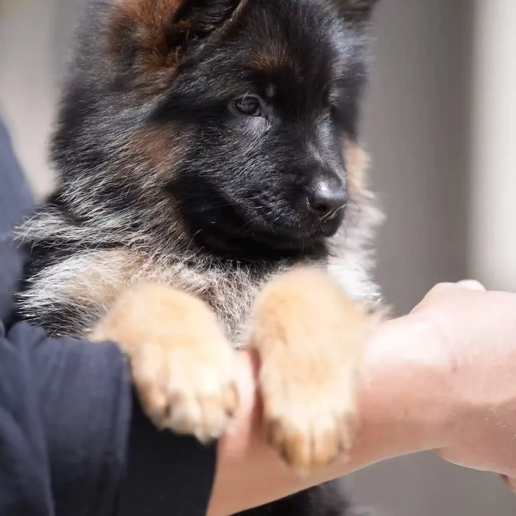 Black and Red Female (Green Tag) Long Coat German Shepherd Puppy gallery image 02 by Royal Tribes K9