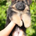 Black/Tan Male (08E24) Black and Tan Long Coat German Shepherd Puppy breed profile photo 07 by Royal Tribes K9