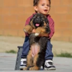 Black and Red Female (03B24) Long Coat German Shepherd Puppy standing portrait 04 by Royal Tribes K9