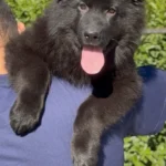 Black Female (08D24) Long Coat German Shepherd Puppy coat detail photo 03 by Royal Tribes K9