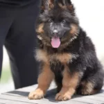 Black and Red Female (Yellow Tag) Long Coat German Shepherd Puppy coat detail photo 03 by Royal Tribes K9