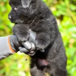 Full Black Female Import (Ax) Long Coat German Shepherd Puppy gallery image 02 by Royal Tribes K9