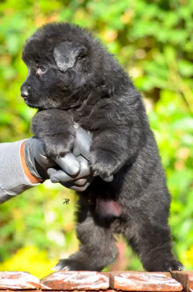 Full Black Female Import (Ax) Long Coat German Shepherd Puppy gallery image 02 by Royal Tribes K9 in Redondo Beach