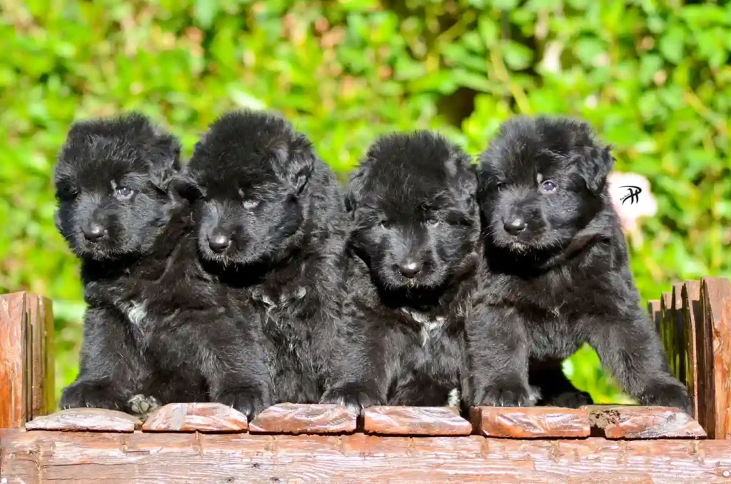 Full Black Female Import (Ax) Long Coat German Shepherd Puppy profile photo 01 by Royal Tribes K9