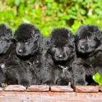 Full Black Male import (Ax) Long Coat German Shepherd Puppy profile photo 01 by Royal Tribes K9