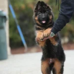Black and Red - Male - (Import) Black and Tan Long Coat German Shepherd Puppy puppy profile image 05 by Royal Tribes K9