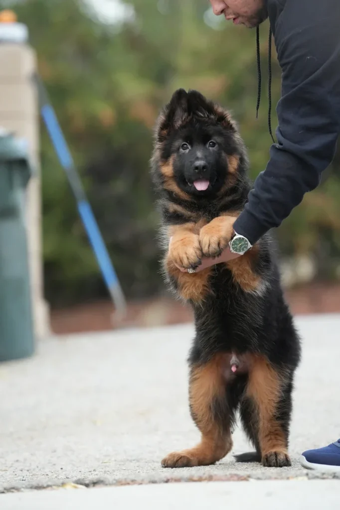 German Shepherd puppies for sale in Jersey City - Black and Red Male (Import) Black and Tan Long Coat German Shepherd Puppy