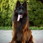 BEJ Borawska Zagroda German Shepherd sire clean website photo 06 for Royal Tribes K9 pedigree content