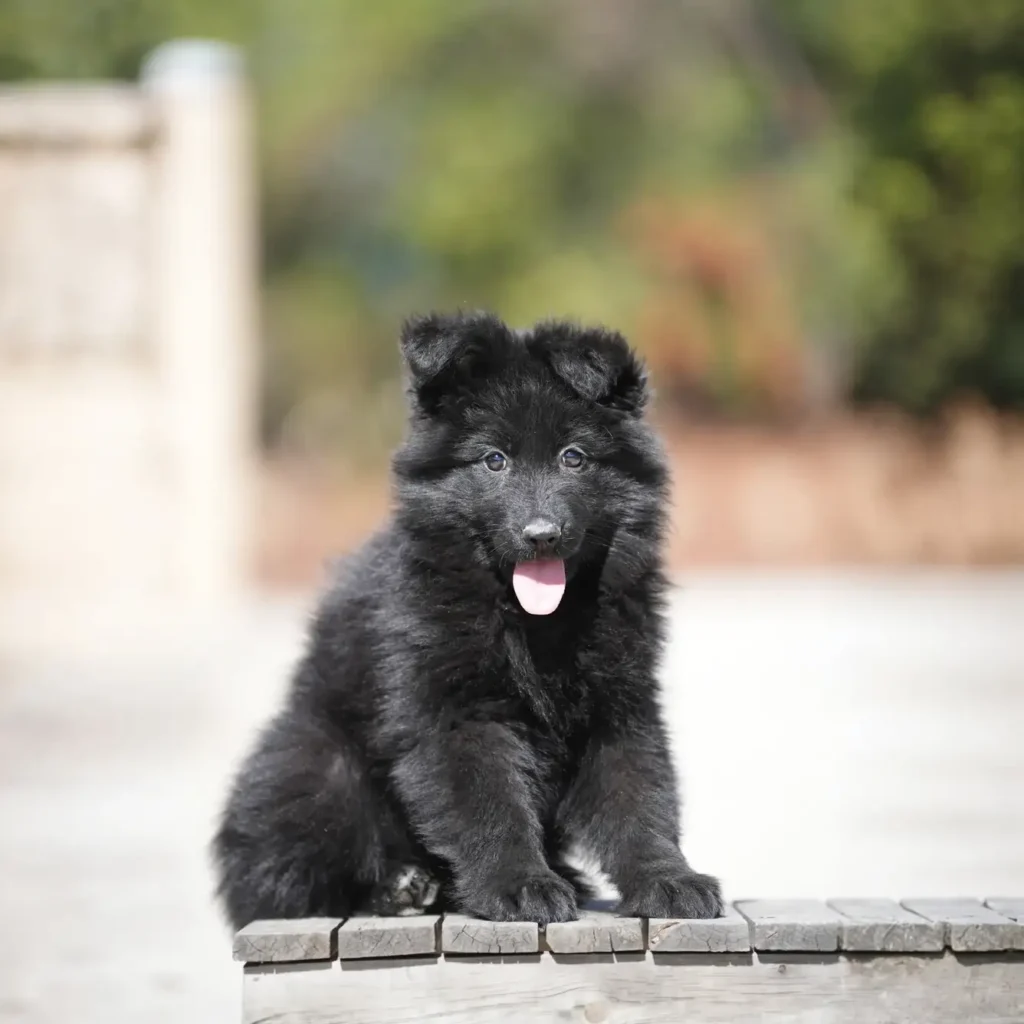 Fendi RTK9 Team Full Black Long Coat German Shepherd Puppy profile photo 01 by Royal Tribes K9