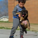 Black and Red Female (03B24) Long Coat German Shepherd Puppy clean website photo 06 by Royal Tribes K9