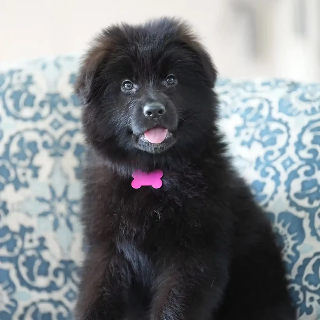 Black Male (Pink) Long Coat German Shepherd Puppy clean website photo 06 by Royal Tribes K9 in Downtown Los Angeles