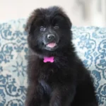 Black Male (Pink) Long Coat German Shepherd Puppy clean website photo 06 by Royal Tribes K9