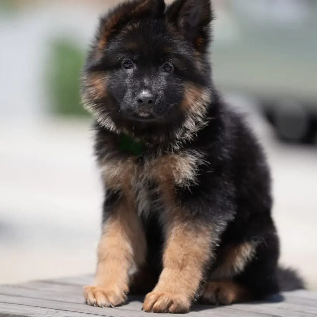 Black and Red Female (Green Tag) Long Coat German Shepherd Puppy standing portrait 04 by Royal Tribes K9