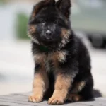 Black and Red Female (Green Tag) Long Coat German Shepherd Puppy standing portrait 04 by Royal Tribes K9