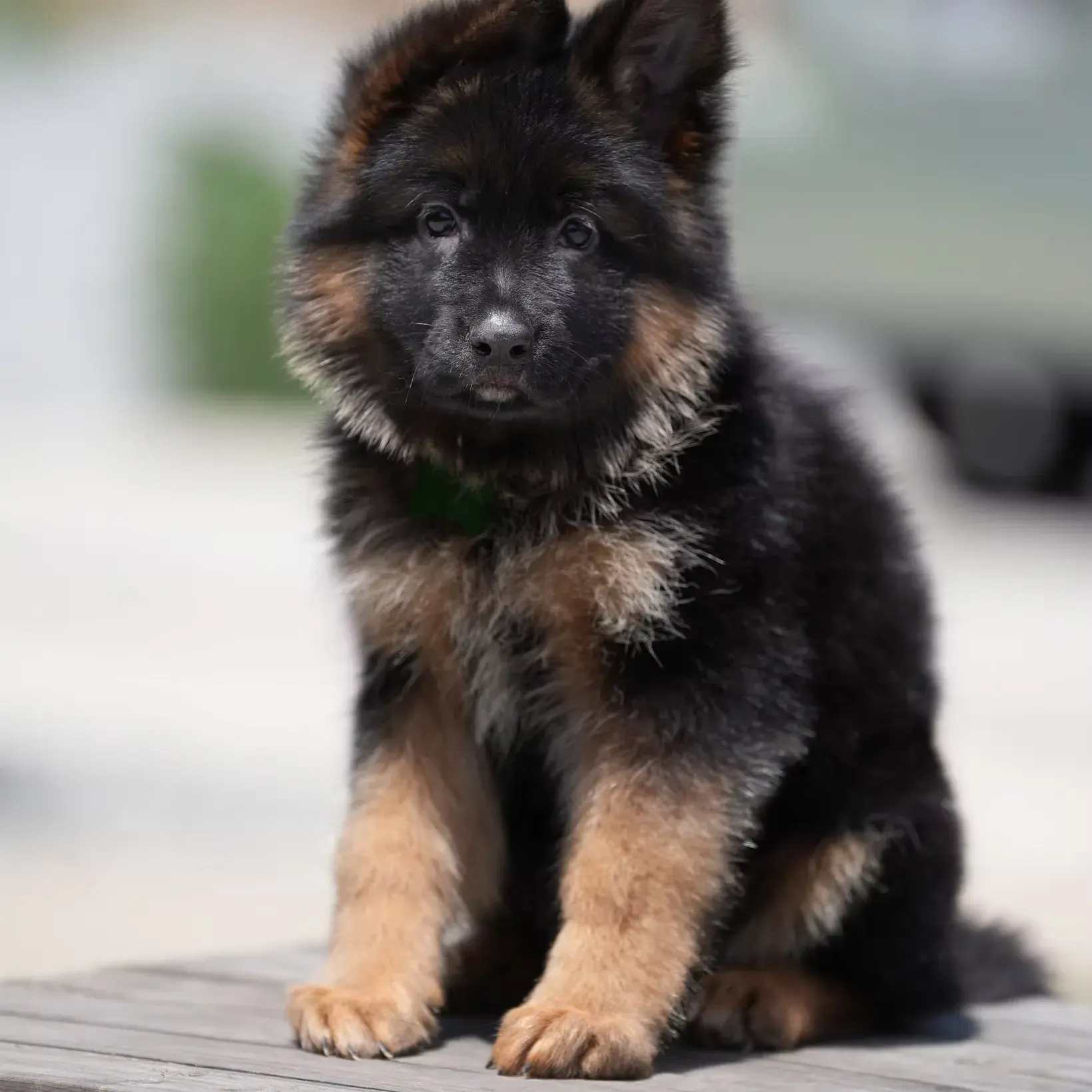 Black and red German Shepherd puppy sitting outdoors