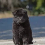 Black Female (03B24) Long Coat German Shepherd Puppy gallery image 02 by Royal Tribes K9