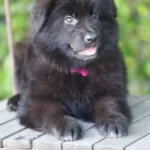 Black Male (Pink) Long Coat German Shepherd Puppy breed profile photo 07 by Royal Tribes K9