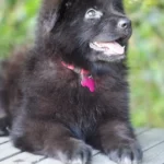 Black Male (Pink) Long Coat German Shepherd Puppy profile photo 09 by Royal Tribes K9
