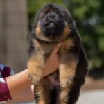Black and Red Male (03B24) Long Coat German Shepherd Puppy breed profile photo 07 by Royal Tribes K9