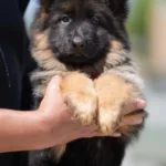 Black and Red Female (Red Tag) Long Coat German Shepherd Puppy puppy profile image 05 by Royal Tribes K9
