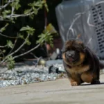 Black and Red Male (03B24) Long Coat German Shepherd Puppy close-up image 08 by Royal Tribes K9